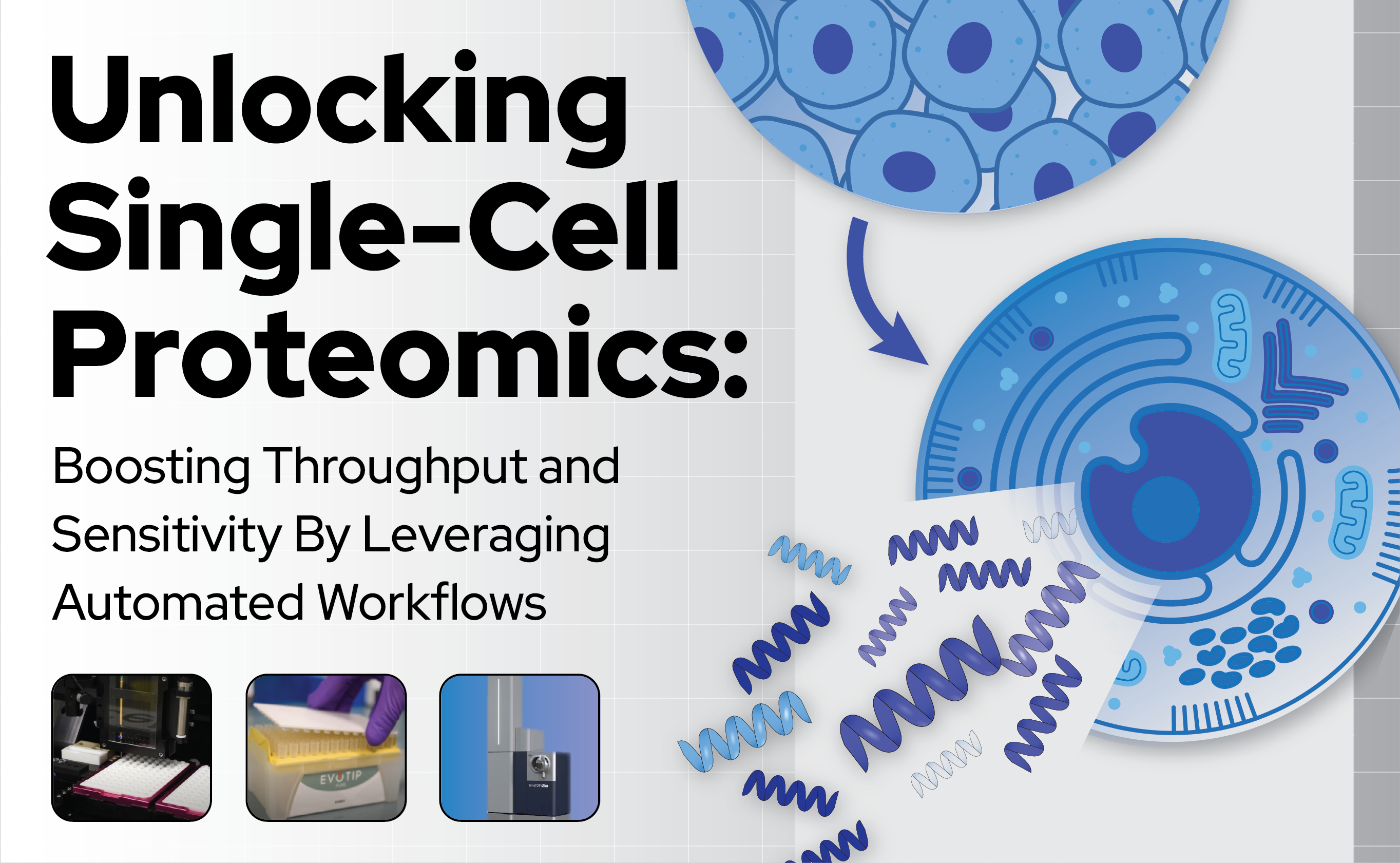 Unlocking single-cell proteomics: boosting throughput and sensitivity by leveraging automated workflows