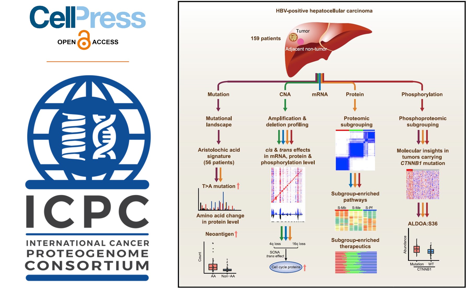 Liver Cancer Proteogenomic Study