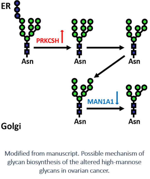 Glycan Biosynthesis