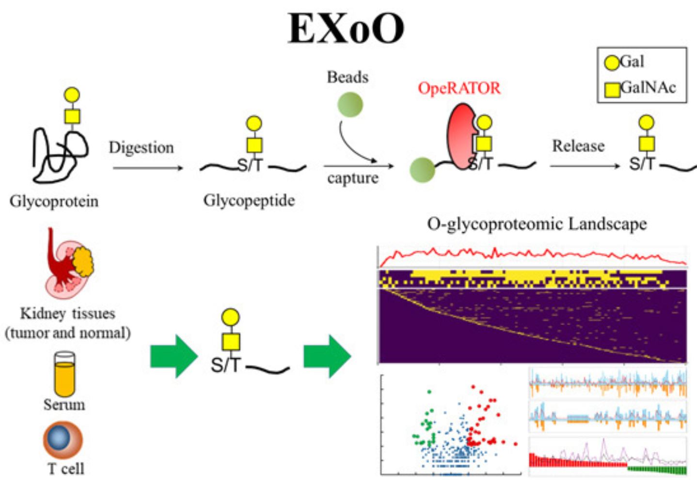 EXoO Technique with molecular diagram of technique, its use in kidney, serum and T-cells, and the mass spectroscopy profile