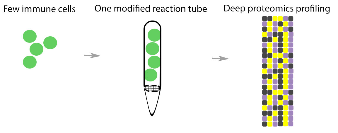 Several immune cells deposited into one tube to do deep proteomics profiling