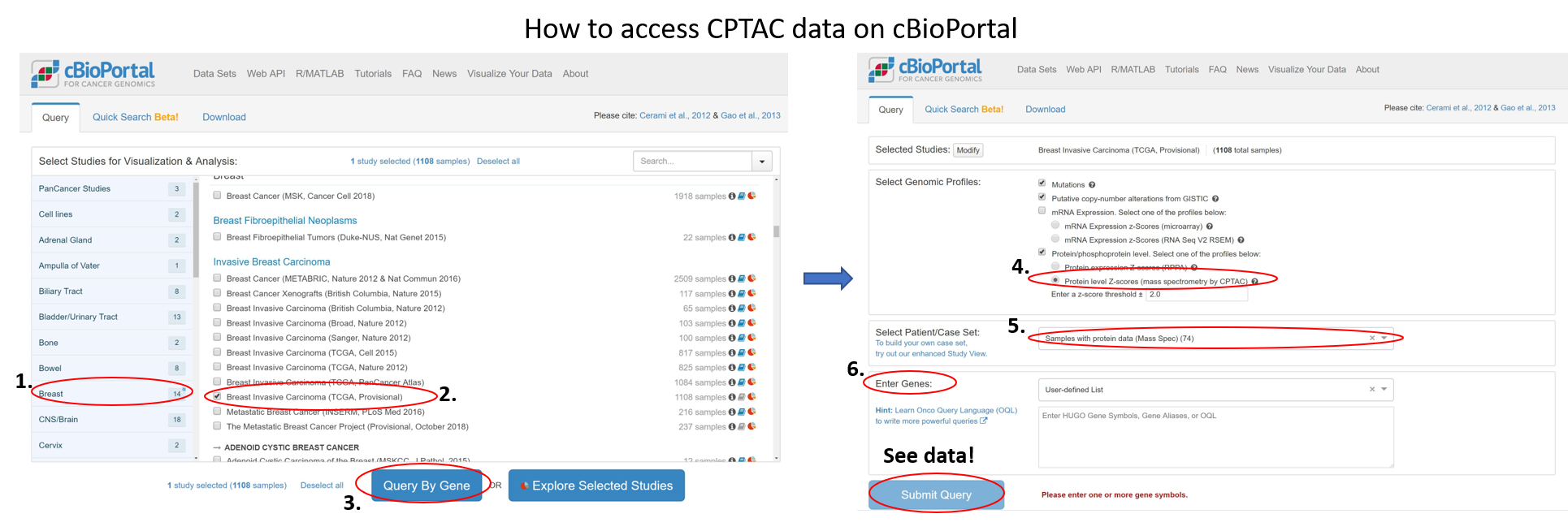 Webpage instructions for accessing CPTAC data on cBioPortal