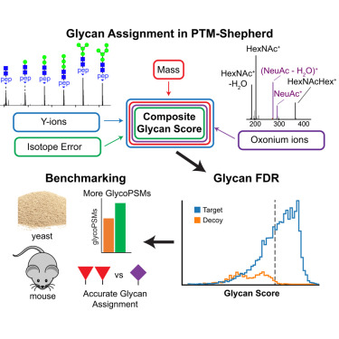 Flow chart: Glycan Assignment in PTM-Shephard