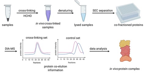 Flow chart of X-Co-Frac-MS method